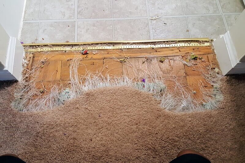 Severely damaged carpet needing professional help.