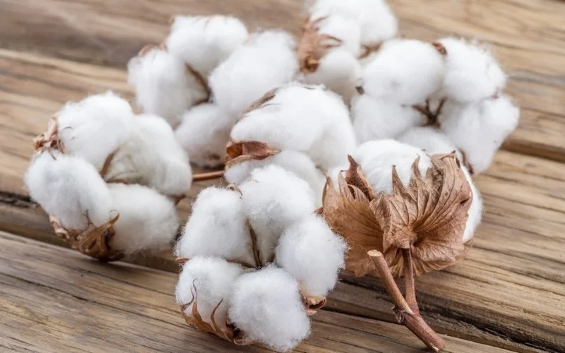 The journey of cotton begins with the cotton plant, scientifically known as Gossypium, a member of the Malvaceae family