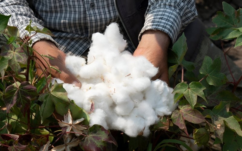 Harvesting can be done by hand