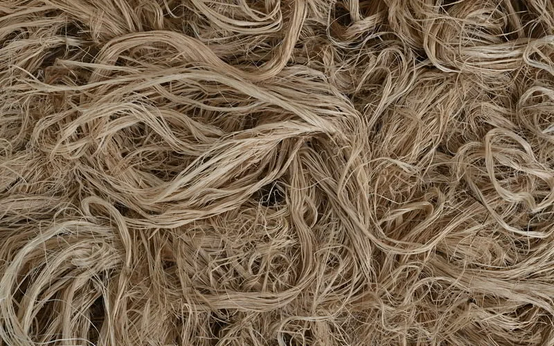 Jute: From tall plants to versatile Golden Fiber.