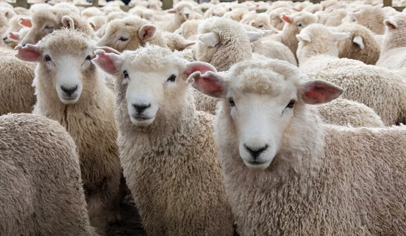 Sources of wool: Sheep, goats, alpacas & more.